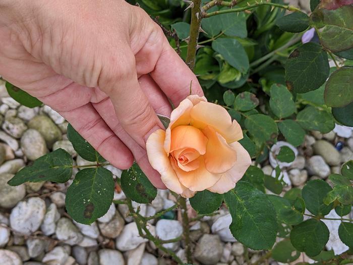 Harvesting rose