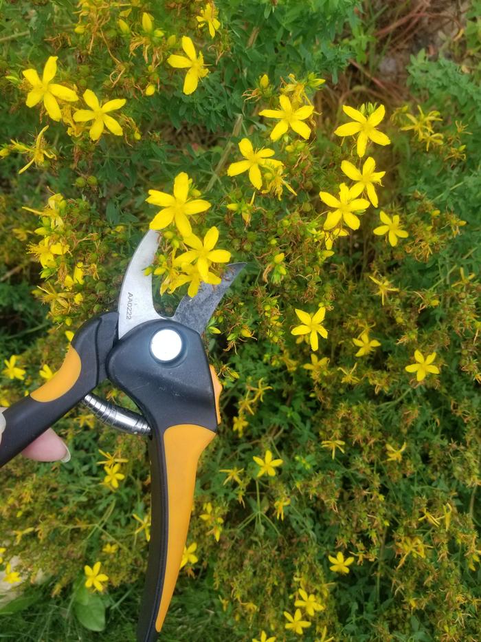 St. John's Wort harvesting 