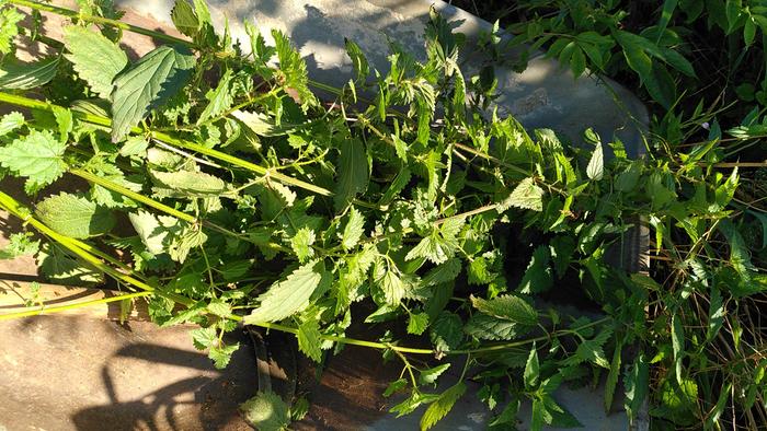 Some of the nettles caught trying to flee in my wheel barrow.