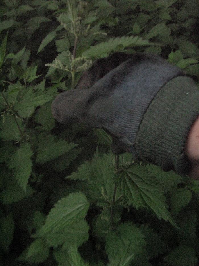 Harvesting the nettles.