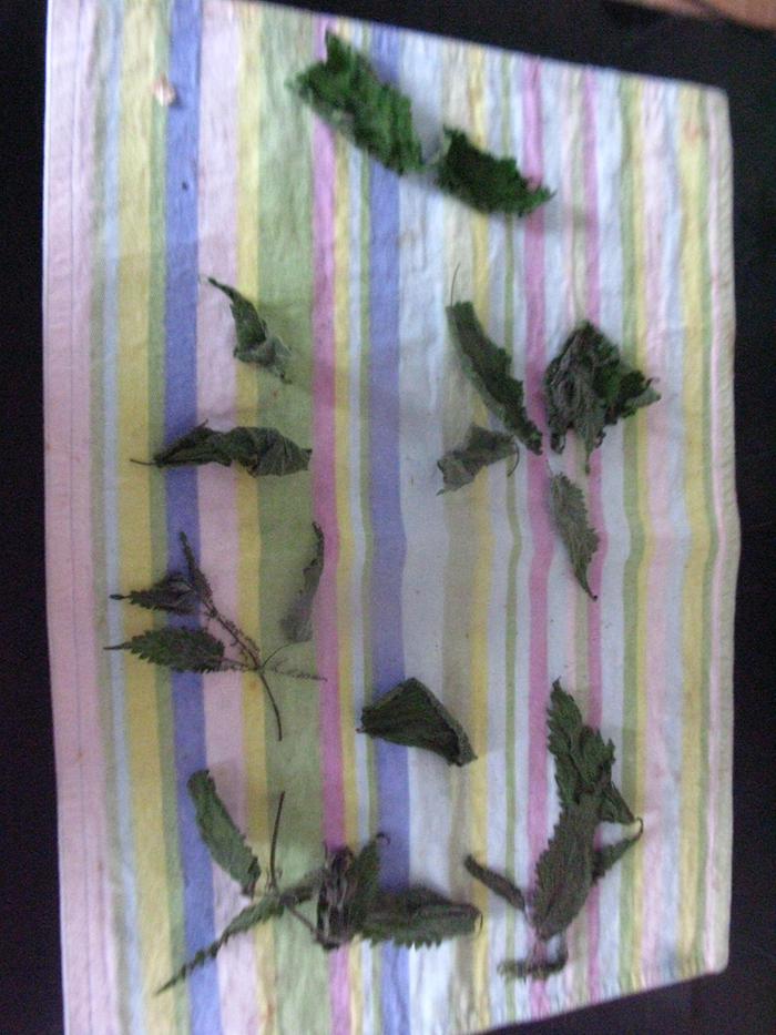 Dried nettles.