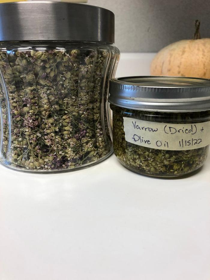 Dried yarrow blossoms in oil next to the original jar of dried yarrow