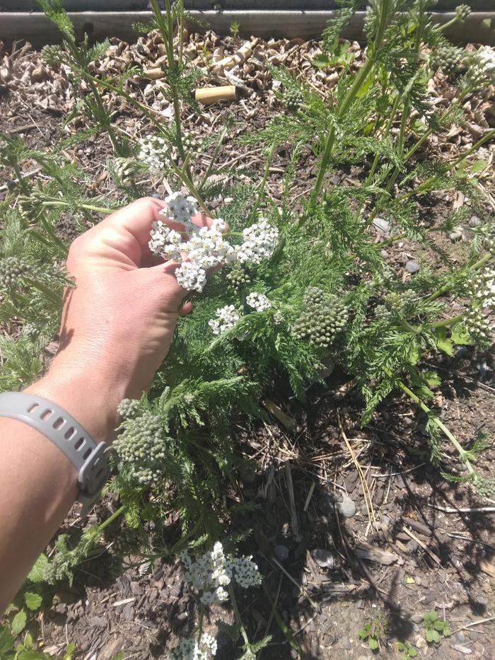 yarrow in the field