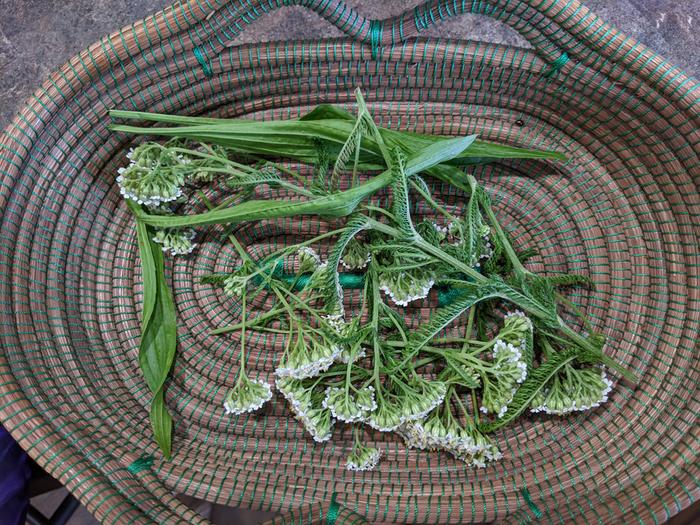 Yarrow and plantain 