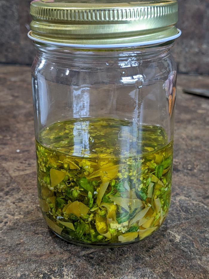 Infusing yarrow, plantain, and rose in olive oil