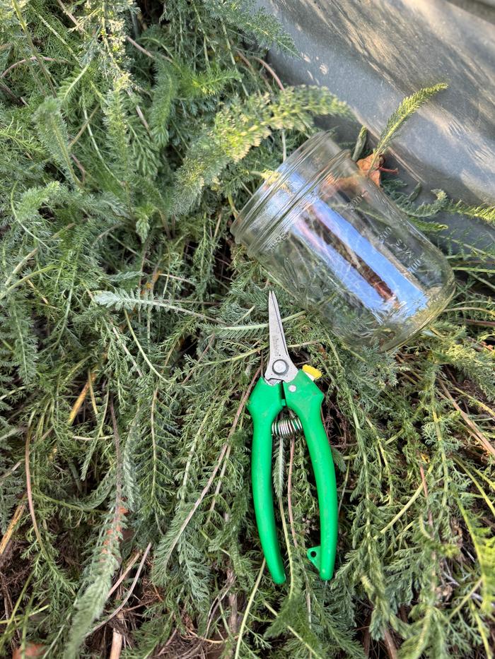 Harvesting yarrow