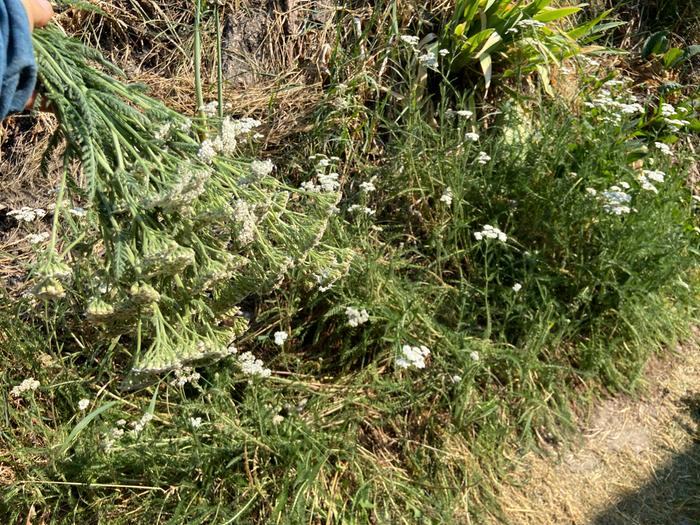 [Thumbnail for 1_yarrow_harvesting.JPG]