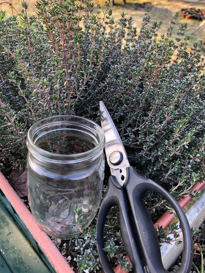 I harvested thyme. 