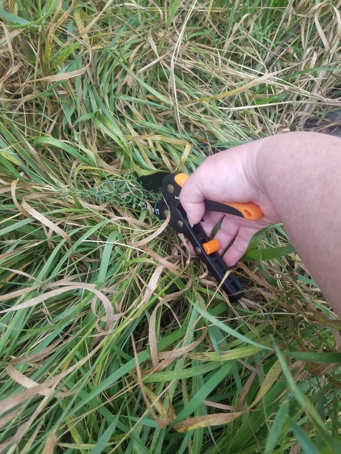 harvesting thyme 