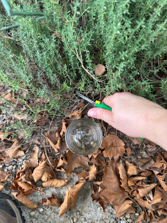 harvesting the thyme for my decoction