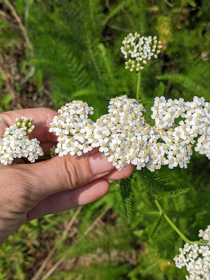 Harvesting yarrow