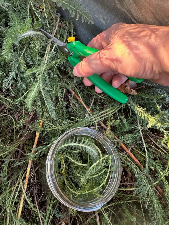 Herb being harvested 