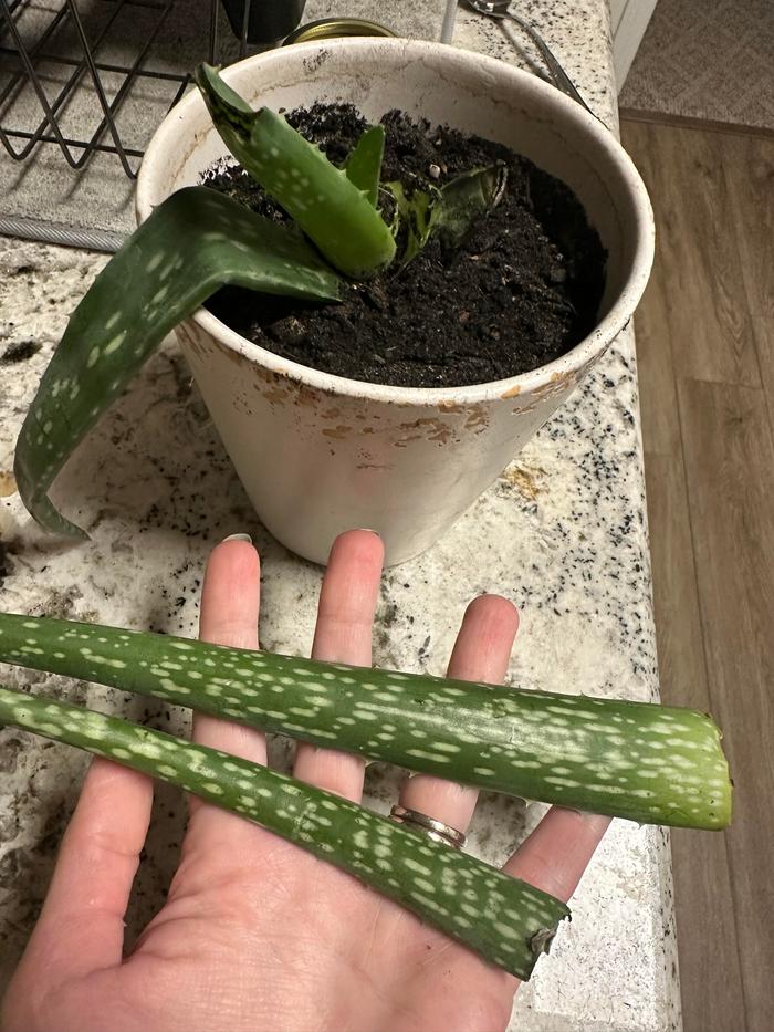 Just harvested aloe leaf from the plant