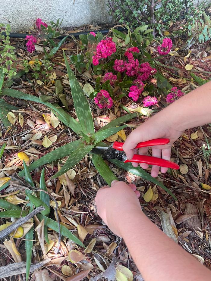 Harvesting the aloe