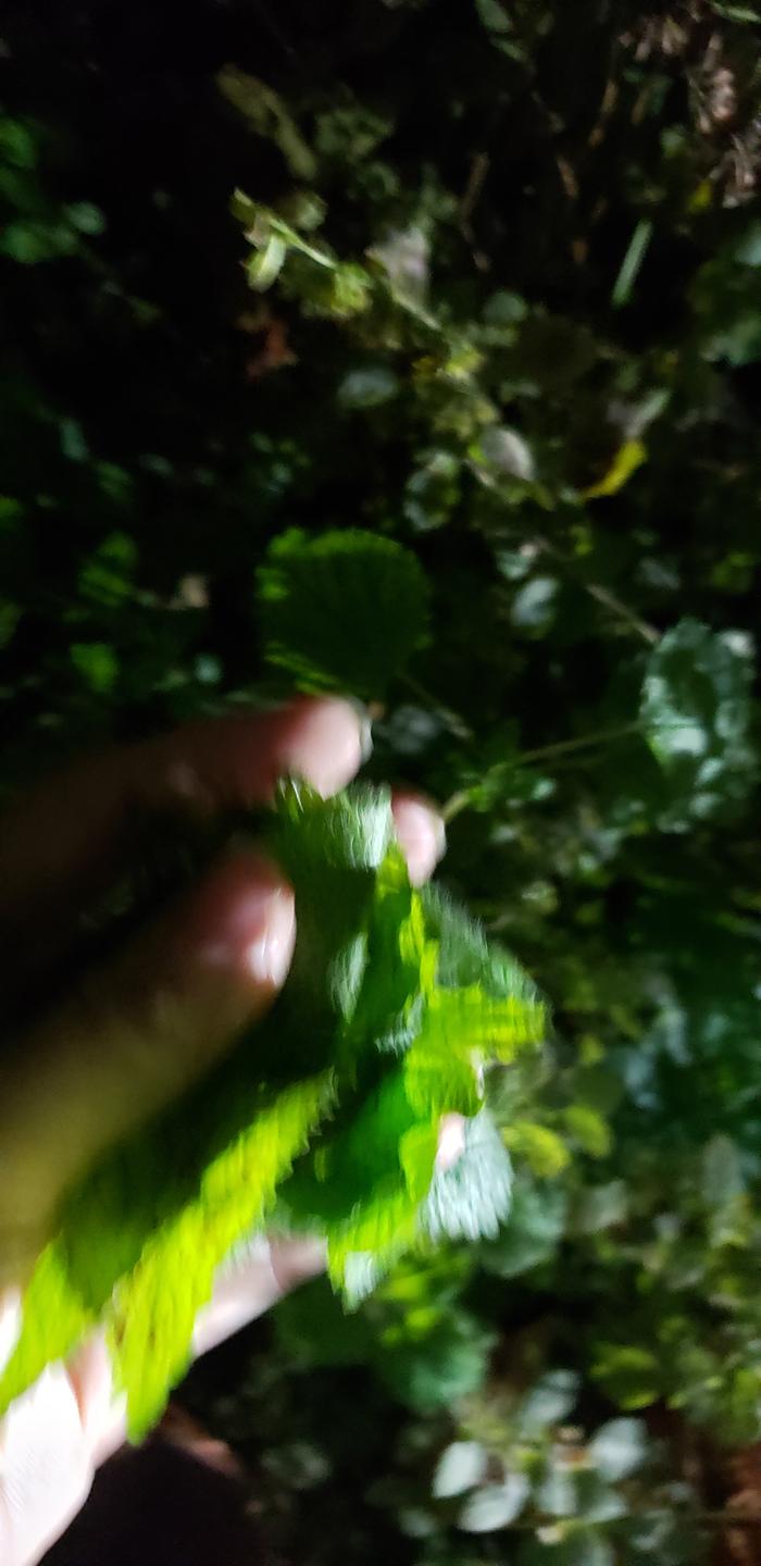 Harvesting by flashlight