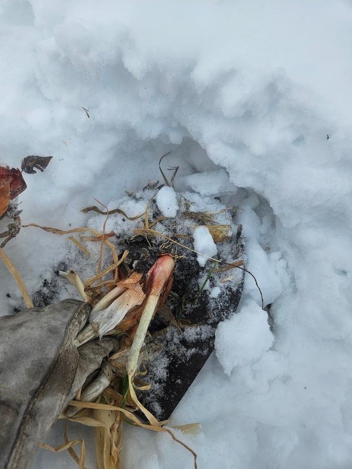 Digging up onions in the snow