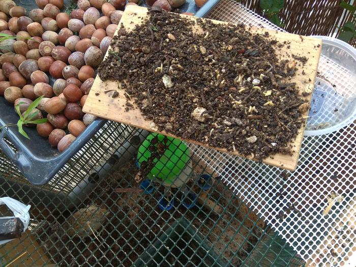 Supplemental quail food