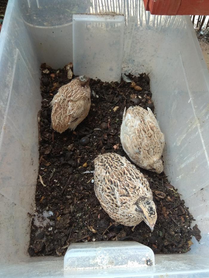 Quail self-serve from compost