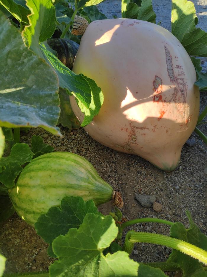 Lofthouse squash, one mature and one immature