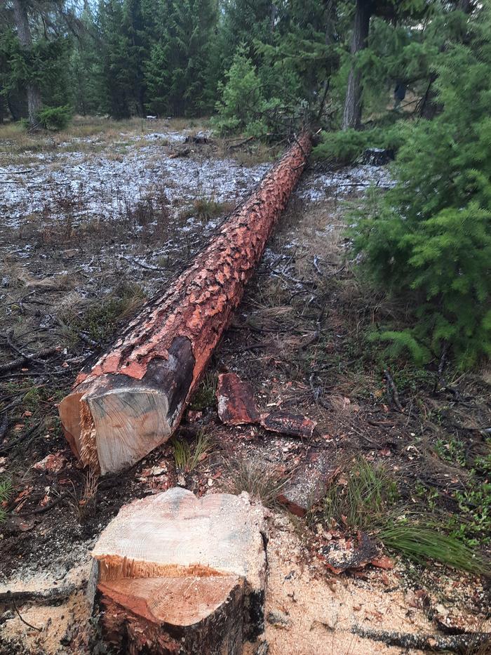 Today's firewood harvest