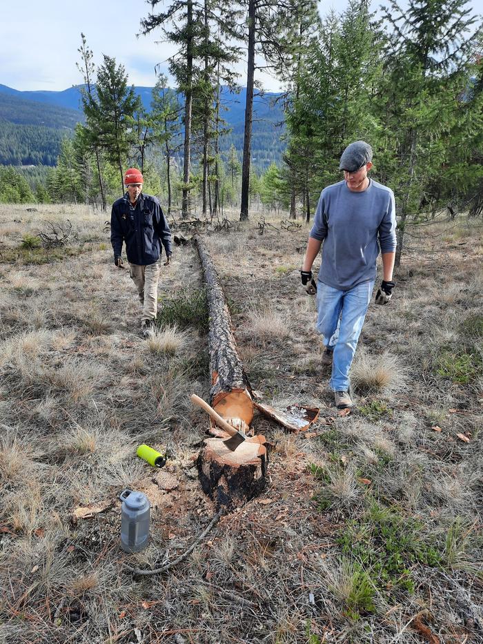 Firewood harvest on the labs