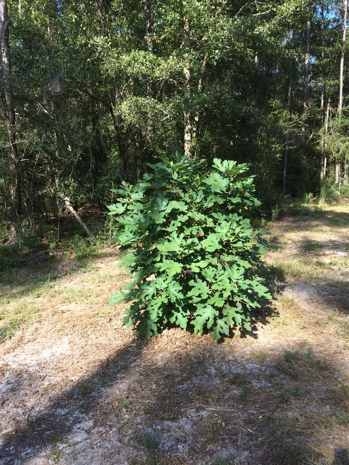 fig tree planted right atop a rotting trunk