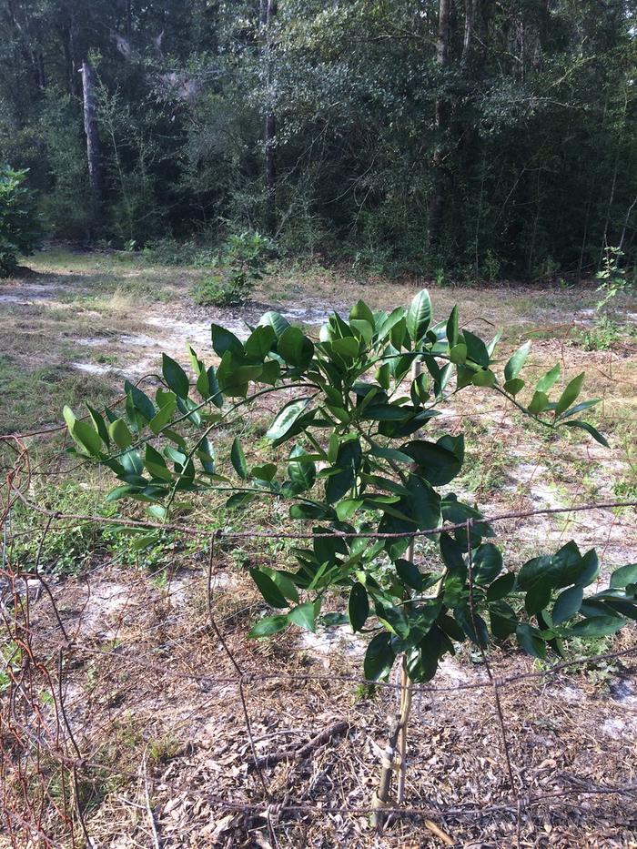 fig tree benefit of organic matter on planting