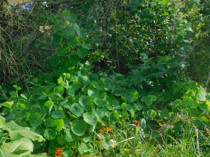 Garden on Skye