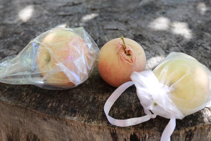 bag methods of controlling apple maggots
