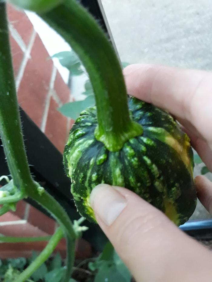 Stem