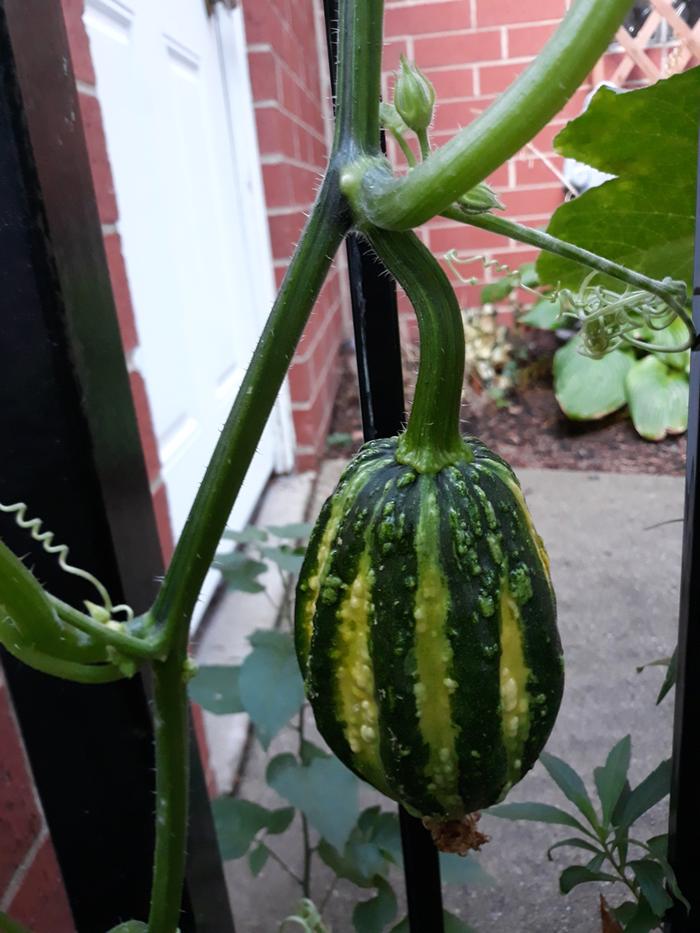 Half ripe fruit