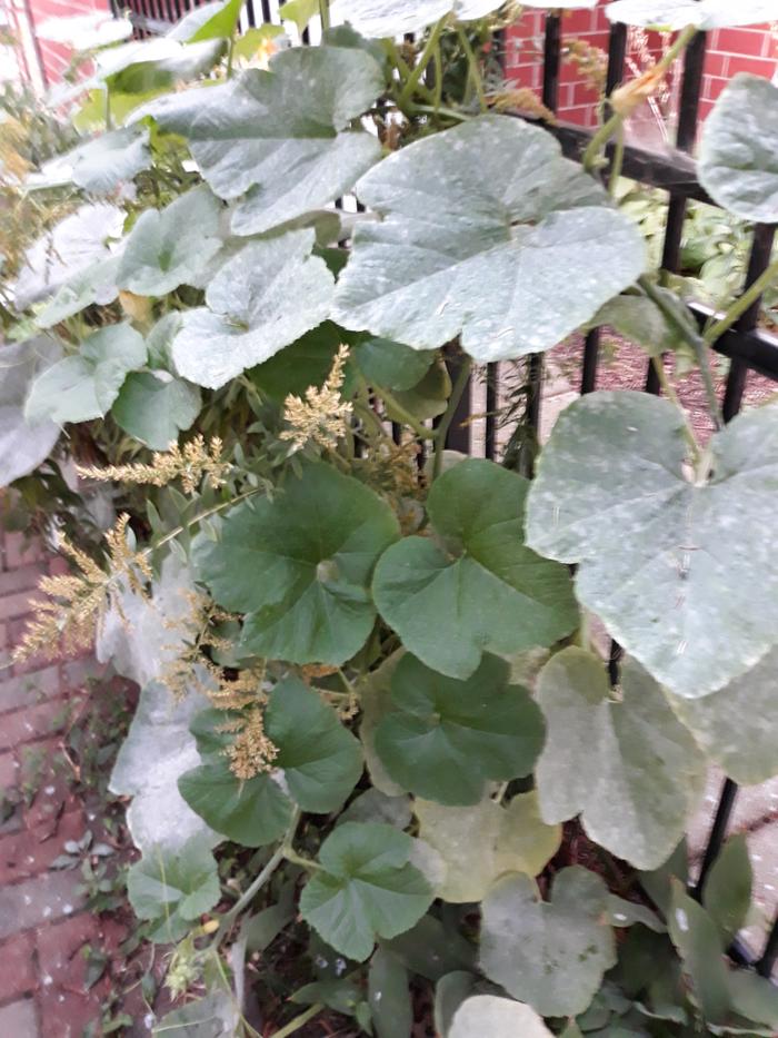 Vine leaves 