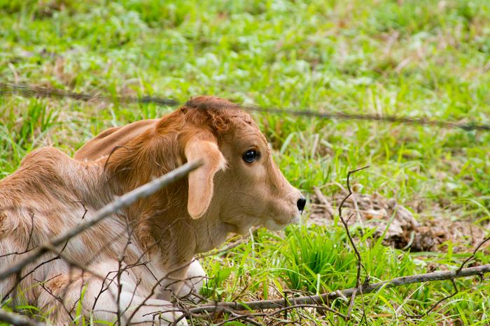 Cute calve