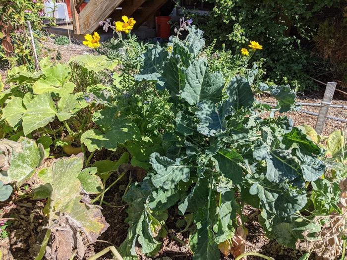 kale plant