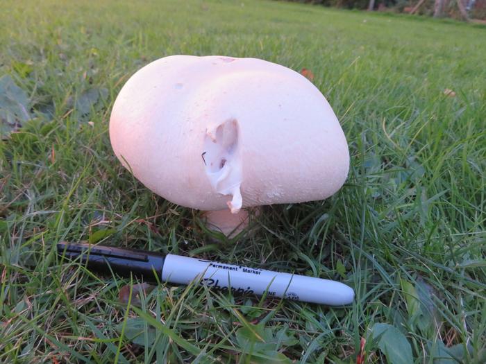 large white mushroom in lawn with sharpie pen for scale