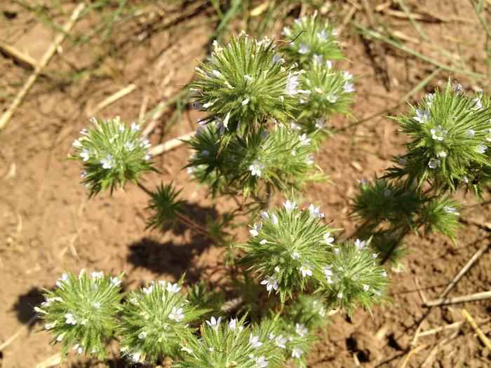 mystery plant