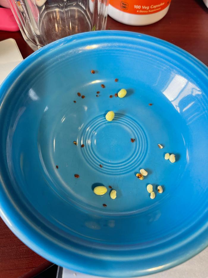 the best way for me to go about planting the seeds of Apios Americana