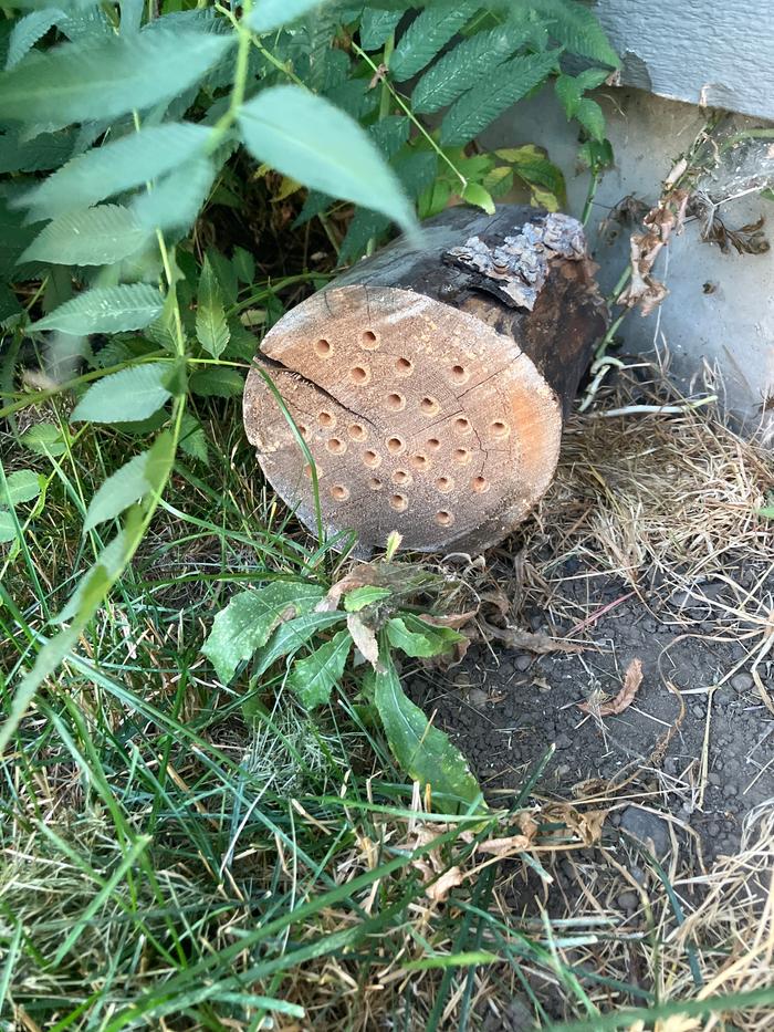 A nice protected spot behind a big bush. Sprinkler doesn’t hit this spot so it’s stay dryer here too.