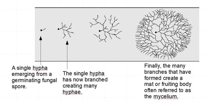 [Thumbnail for hyphaetomycelium.JPG]