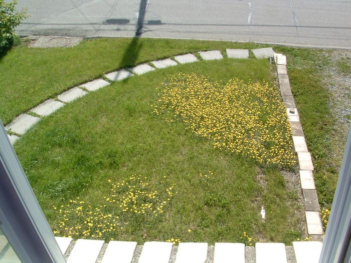 photos-of-yellow-hawkweed-may-2009-001