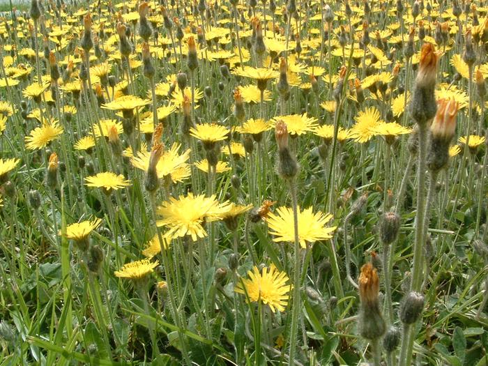 photos-of-yellow-hawkweed-CLOSEUP-may-2009-008-(1)