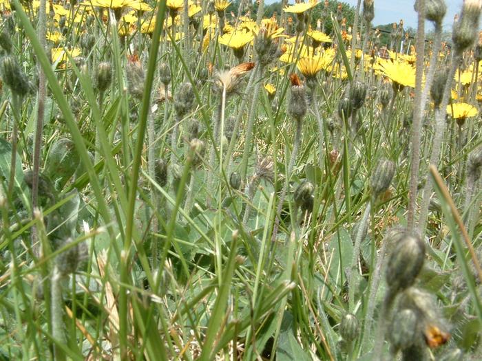 photos-of-yellow-hawkweed-CLOSEUP-may-2009-008-(7)