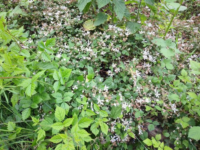 The center of this picture are blossoms of Pacific blackberry. On the sides are leaves of some Himalayan. The blossoms carpet the ground. 