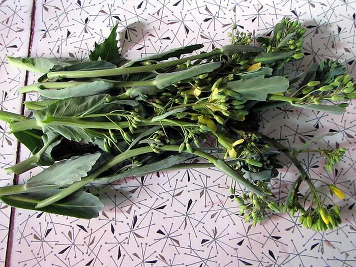 Brassica oleracea (for spring greens)