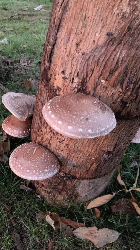 shiitake mushrooms on Eucalyptus log