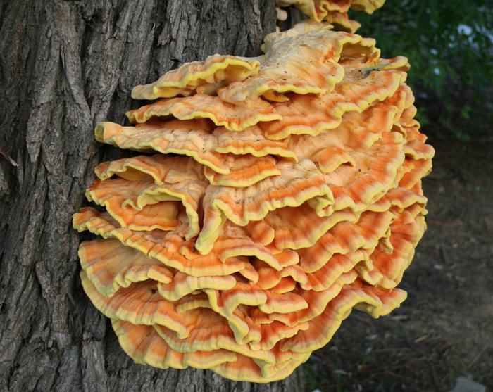 Laetiporus sulphureus chicken of the woods by voir ci-dessous CC BY-SA 3.0 WikiMedia.ORG