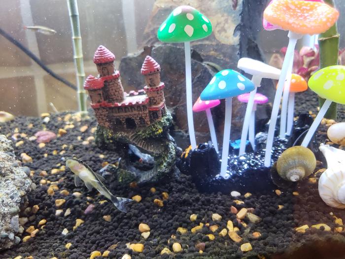 Better view of some of the animals