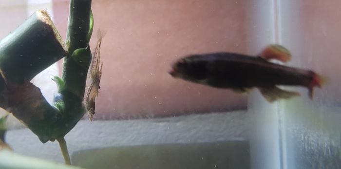 Two shrimp and a fish