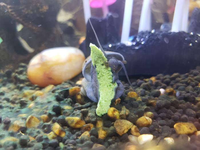 Snail chowing down on some homemade 'snail jello'
