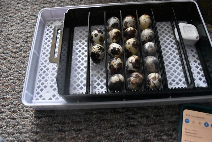 Eggs in the incubator(3/29)